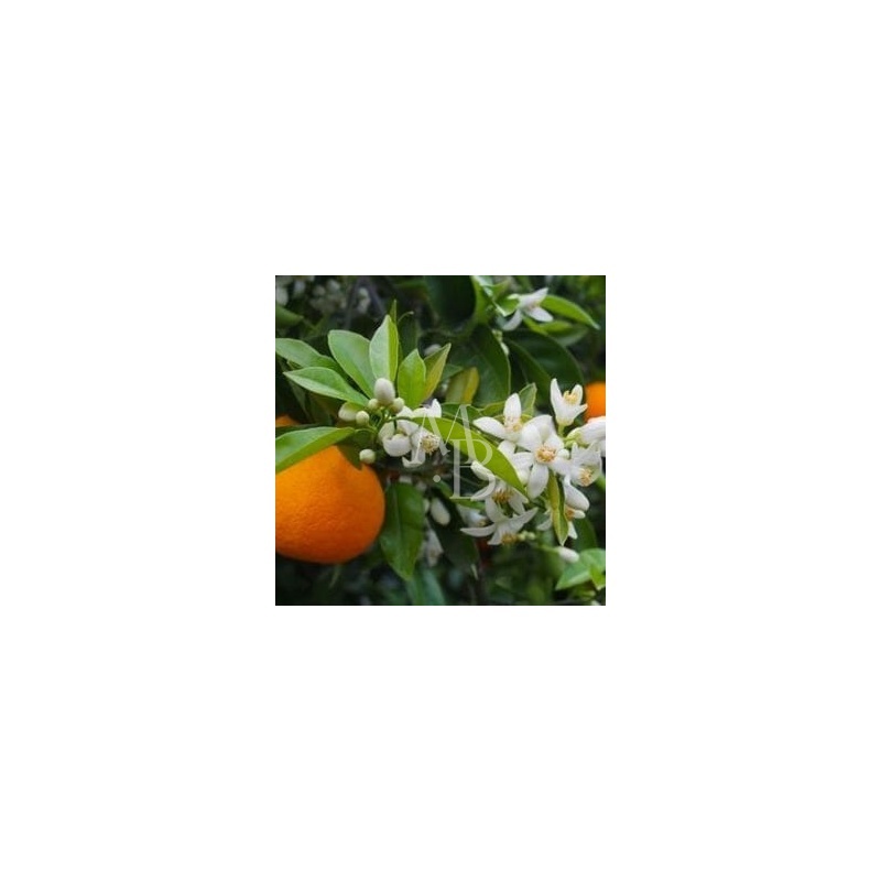 hydrolat-de-fleur-d-oranger-300x300.jpg