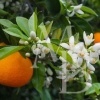 hydrolat-de-fleur-d-oranger-300x300.jpg